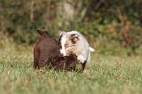 BERGER AUSTRALIEN PUPPIES 205